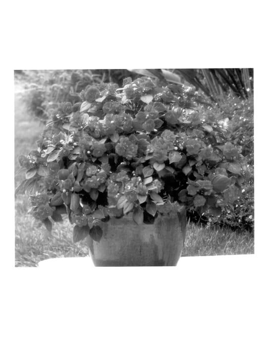 Figure 1 of US plant patent PP13643, the photograph of Balfiedeor printed in the patent.