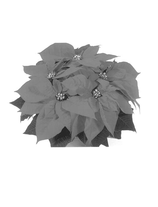 Figure 1 of US plant patent PP13644, the photograph of Duepre printed in the patent.