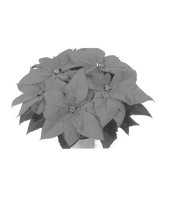 Figure 1 of US plant patent PP13645, the photograph of Red Fox 811 printed in the patent.