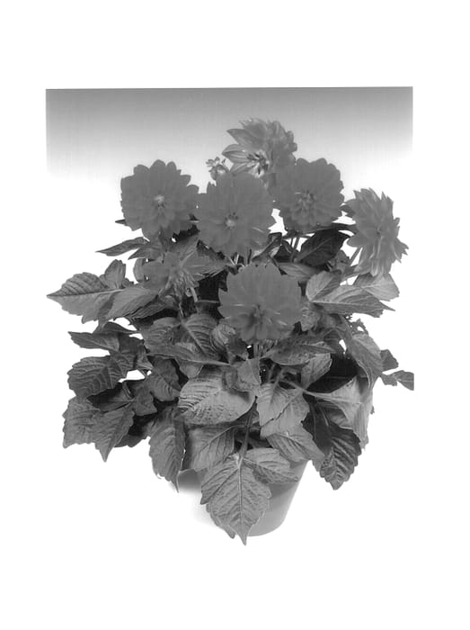 Figure 1 of US plant patent PP13646, the photograph of Carolina Orange printed in the patent.