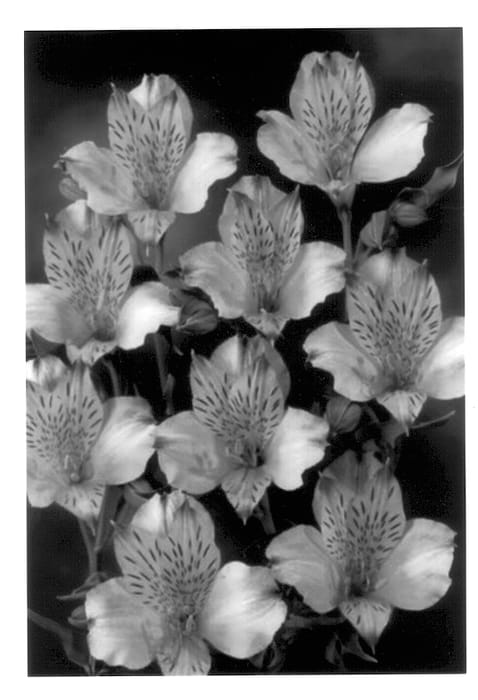 Figure 1 of US plant patent PP13647, the photograph of Ossorio printed in the patent.