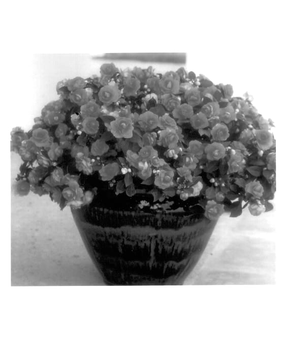 Figure 1 of US plant patent PP13648, the photograph of Balolesal printed in the patent.