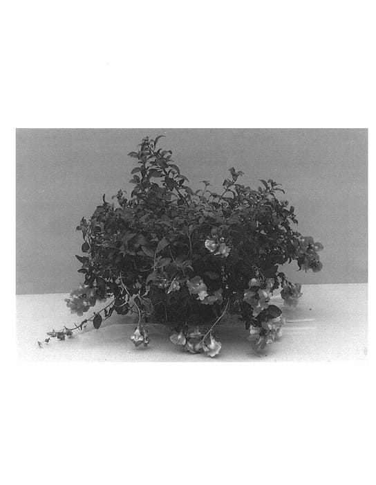 Figure 1 of US plant patent PP13649, the photograph of Balumorew printed in the patent.