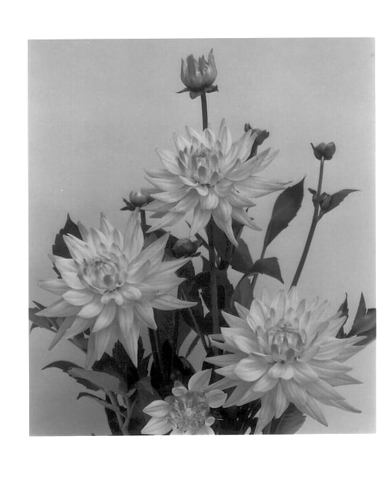Figure 1 of US plant patent PP13650, the photograph of Karma Corona printed in the patent.