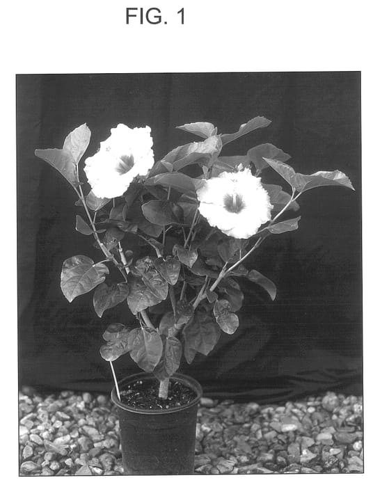 Figure 1 of US plant patent PP13651, the photograph of SATIN PILLOW printed in the patent.