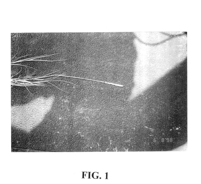 Figure 1 of US plant patent PP13652, the photograph of BT-1 printed in the patent.