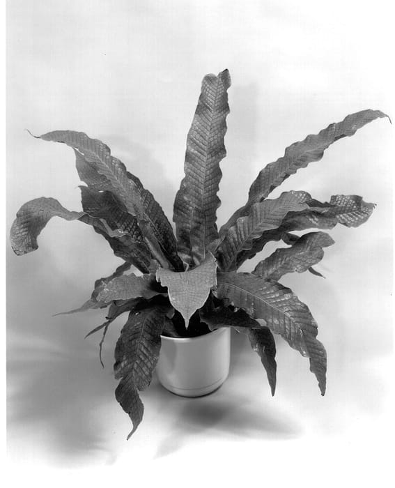 Figure 1 of US plant patent PP13653, the photograph of Crocodyllus printed in the patent.