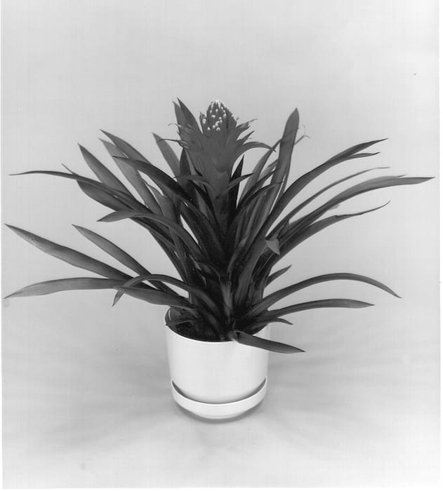 Figure 1 of US plant patent PP13654, the photograph of Esquire printed in the patent.