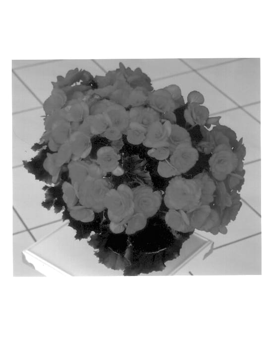 Figure 1 of US plant patent PP13655, the photograph of Bela printed in the patent.