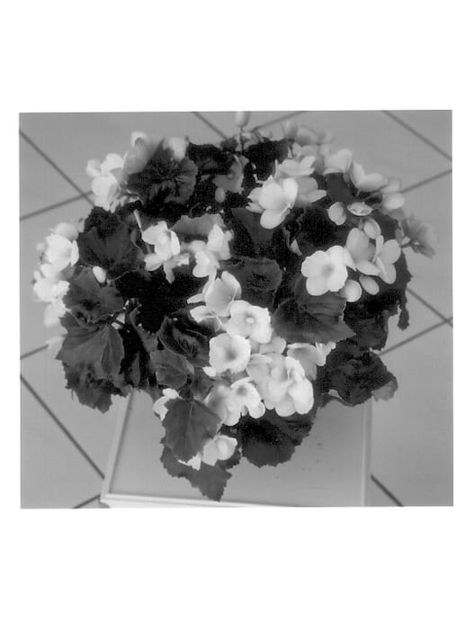 Figure 1 of US plant patent PP13656, the photograph of Betulia Light printed in the patent.