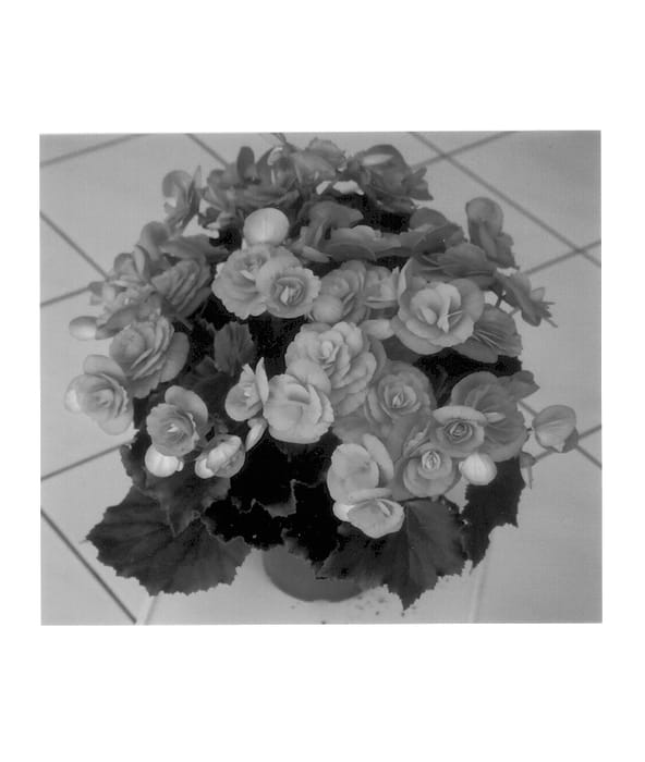 Figure 1 of US plant patent PP13657, the photograph of Binos printed in the patent.