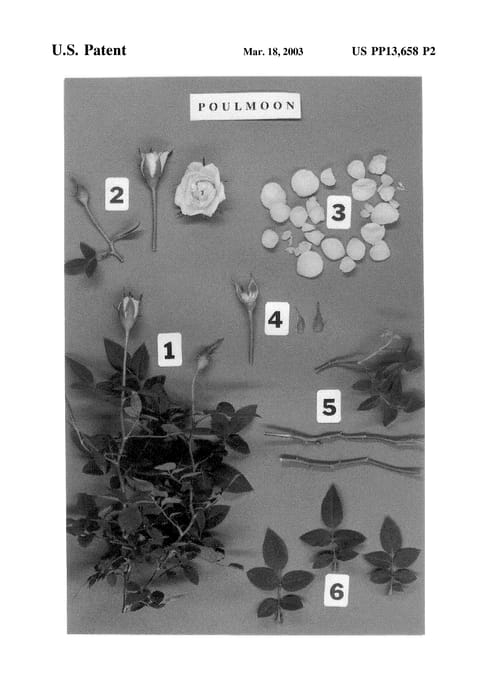 Figure 4 of US plant patent PP13658, the photograph of POULmoon printed in the patent.