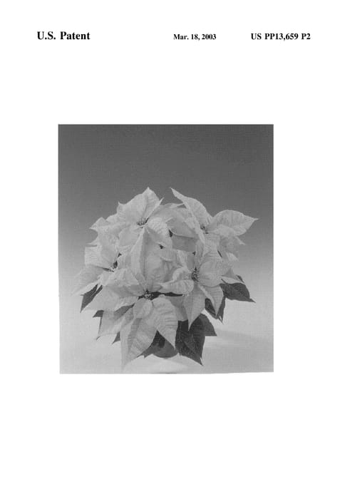 Figure 3 of US plant patent PP13659, the photograph of Fispue White printed in the patent.