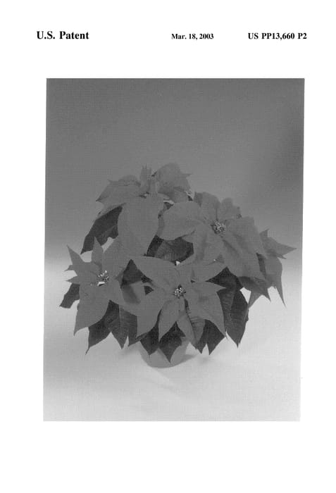 Figure 3 of US plant patent PP13660, the photograph of Fismille printed in the patent.