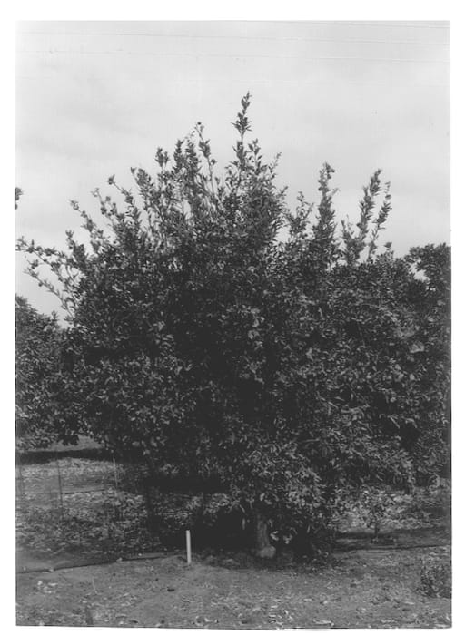 Figure 1 of US plant patent PP13661, the photograph of Merav printed in the patent.