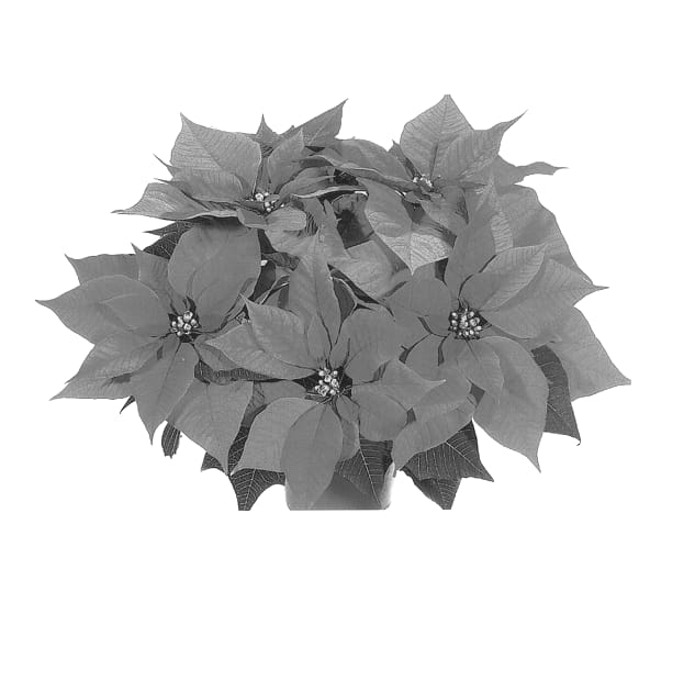 Figure 1 of US plant patent PP13662, the photograph of Duelepink printed in the patent.