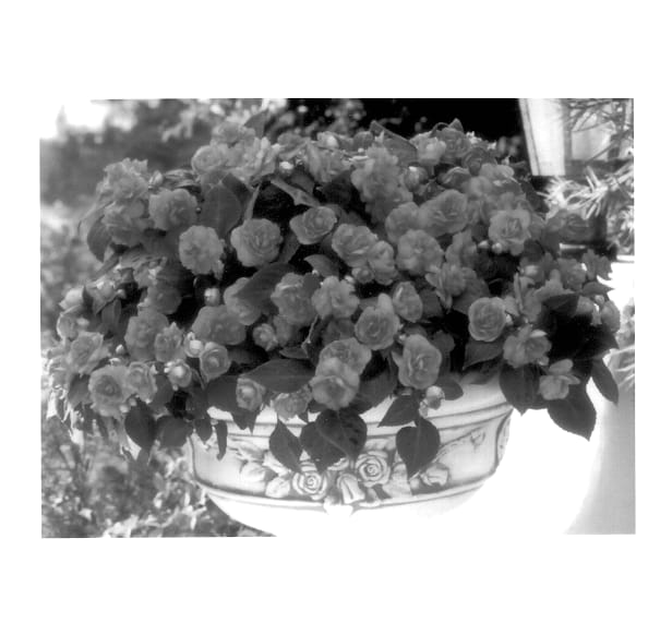 Figure 1 of US plant patent PP13663, the photograph of Balfiesaci printed in the patent.