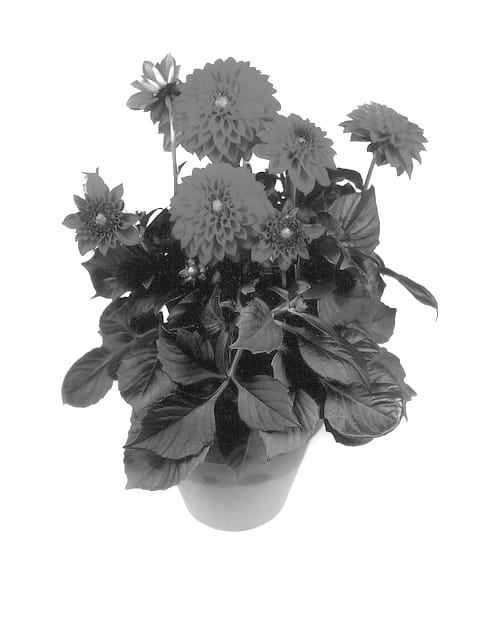 Figure 1 of US plant patent PP13664, the photograph of Oregon printed in the patent.