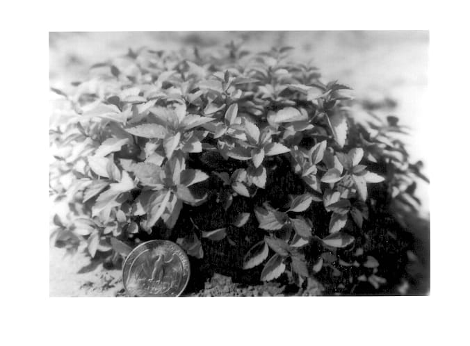 Figure 1 of US plant patent PP13665, the photograph of Sparkling Carpet printed in the patent.