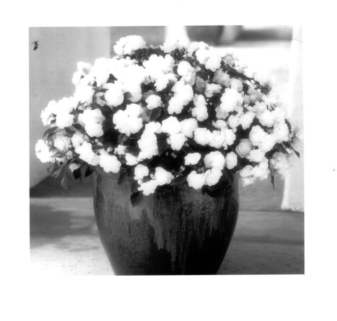 Figure 1 of US plant patent PP13666, the photograph of Balolefro printed in the patent.
