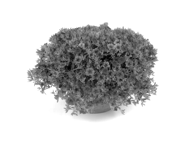 Figure 1 of US plant patent PP13667, the photograph of Illumination Blue printed in the patent.