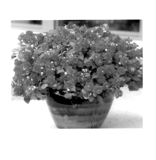 Figure 1 of US plant patent PP13668, the photograph of Balolecher printed in the patent.