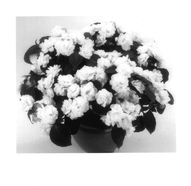 Figure 1 of US plant patent PP13669, the photograph of Balfieblus printed in the patent.