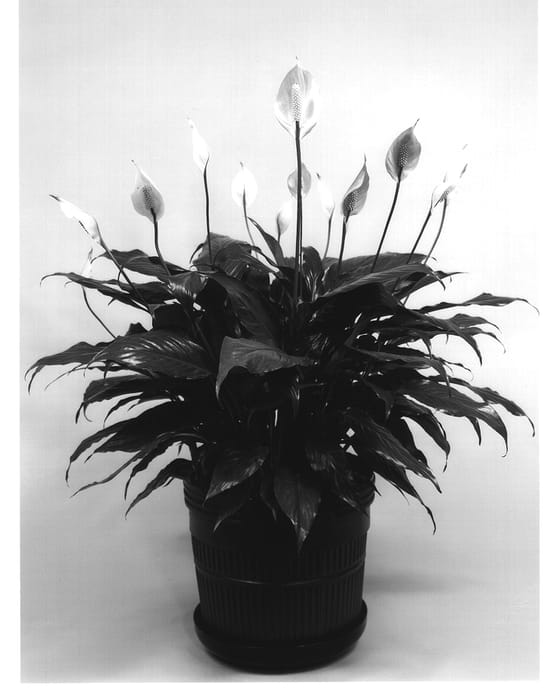 Figure 1 of US plant patent PP13670, the photograph of Valentino printed in the patent.
