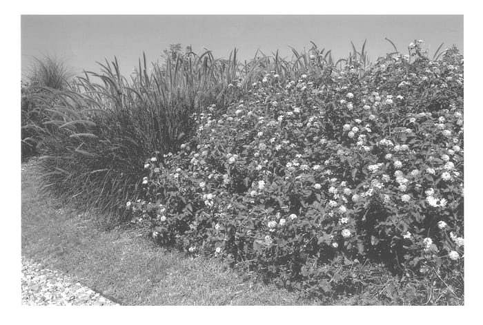 Figure 1 of US plant patent PP13671, the photograph of Robpatdee printed in the patent.