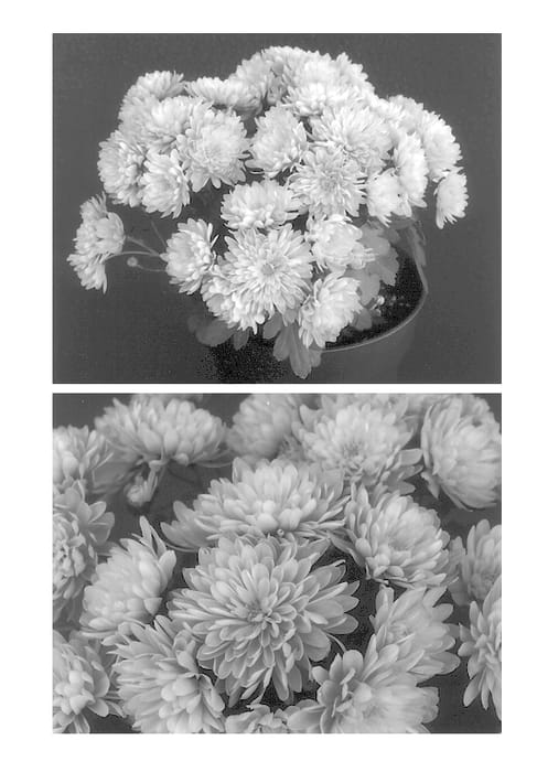 Figure 1 of US plant patent PP13672, the photograph of Yogretchen printed in the patent.