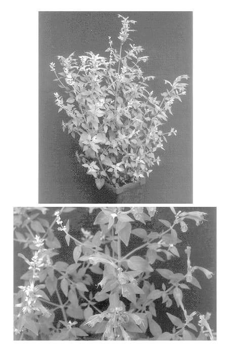 Figure 1 of US plant patent PP13673, the photograph of Sinning printed in the patent.