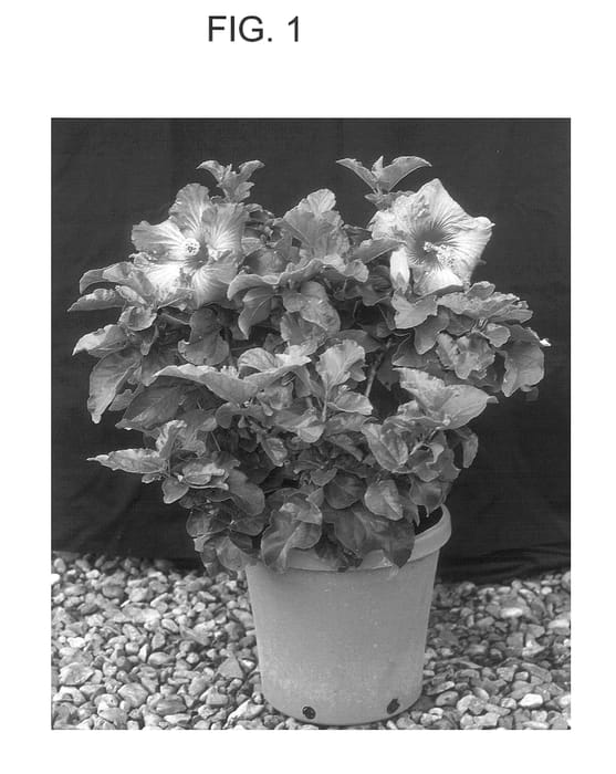 Figure 1 of US plant patent PP13674, the photograph of AMAZON QUEEN printed in the patent.