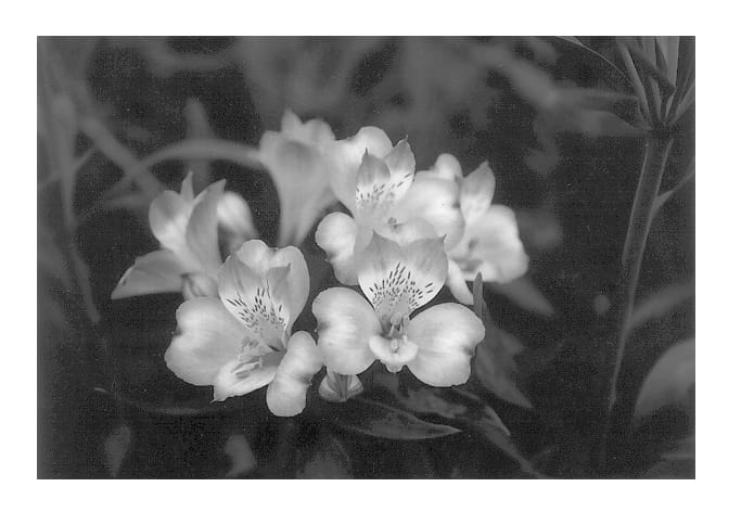 Figure 1 of US plant patent PP13675, the photograph of Zanysia printed in the patent.