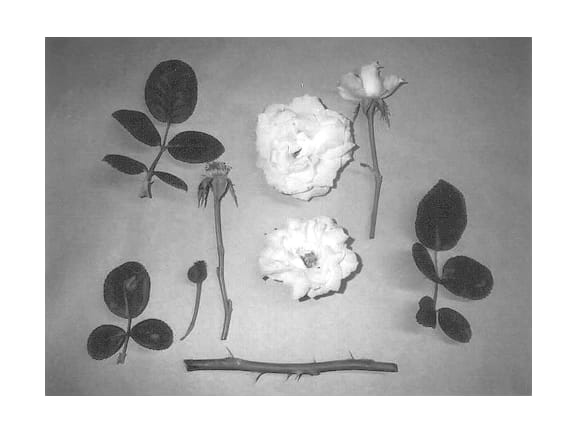Figure 1 of US plant patent PP13676, the photograph of Coistor printed in the patent.