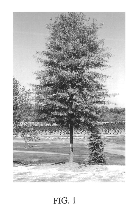 Figure 1 of US plant patent PP13677, the photograph of QPSTA printed in the patent.