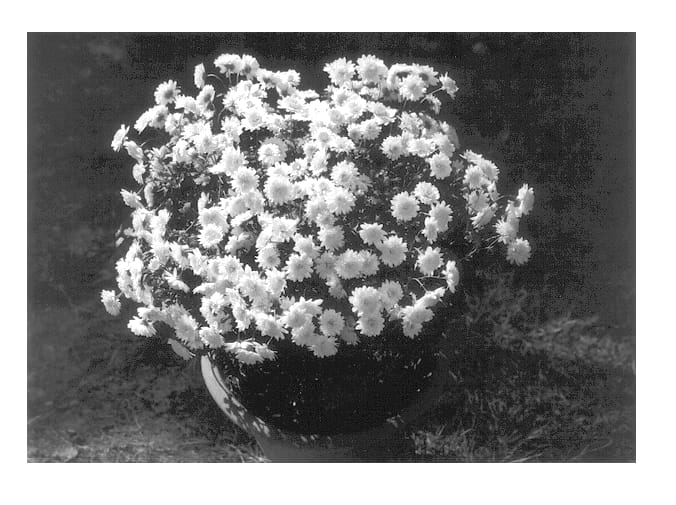 Figure 1 of US plant patent PP13678, the photograph of Mother Teresa printed in the patent.