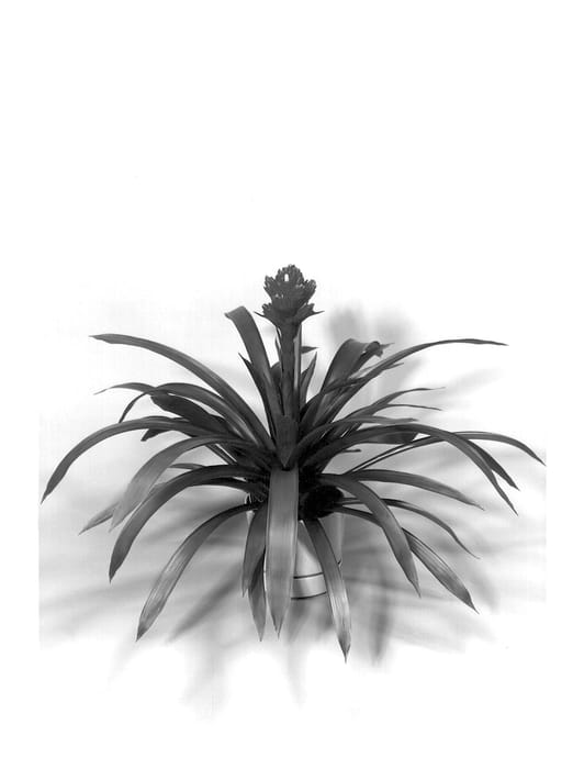 Figure 1 of US plant patent PP13679, the photograph of Viola printed in the patent.