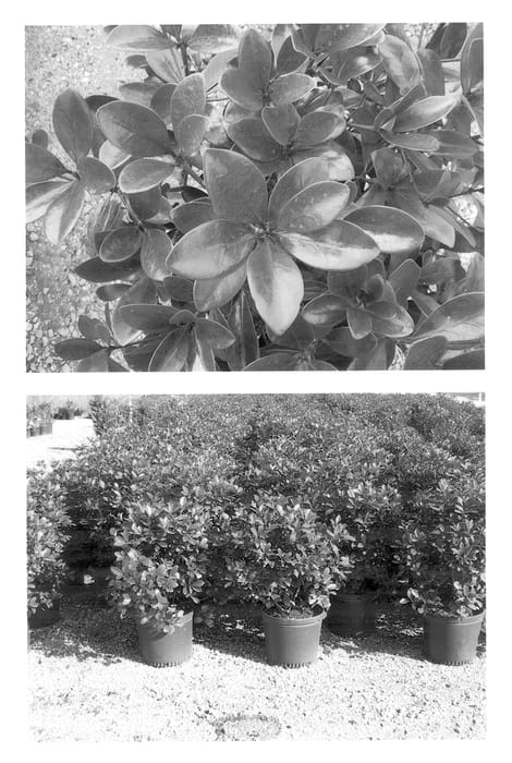 Figure 1 of US plant patent PP13680, the photograph of Sotall printed in the patent.