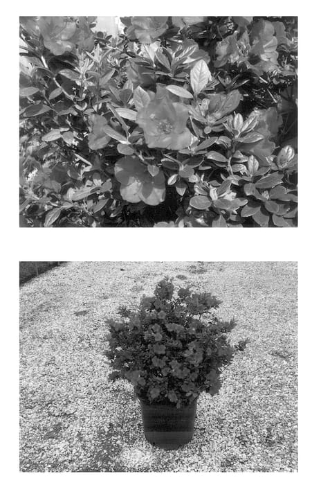 Figure 1 of US plant patent PP13681, the photograph of Robleb printed in the patent.