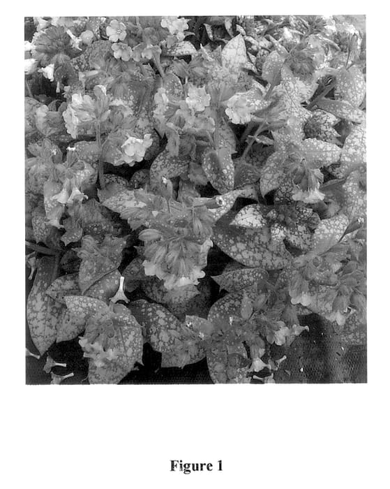 Figure 1 of US plant patent PP13682, the photograph of Baby Blue printed in the patent.