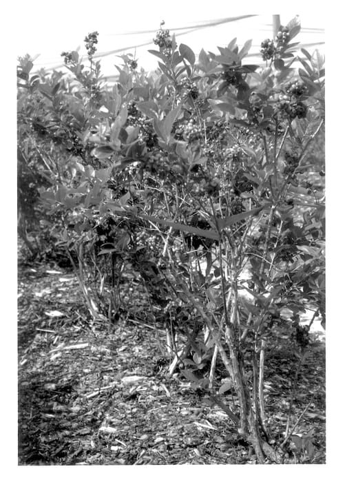 Figure 1 of US plant patent PP13683, the photograph of Sebring printed in the patent.