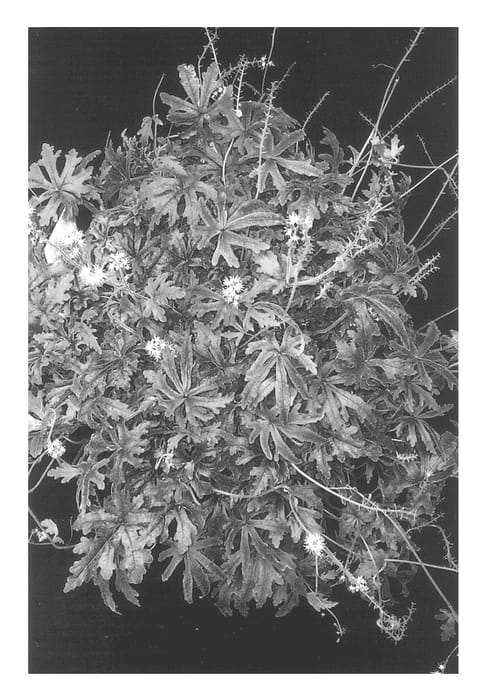 Figure 1 of US plant patent PP13684, the photograph of Black Snowflake printed in the patent.