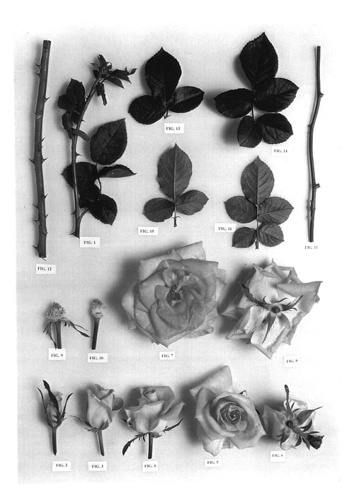 Figure 1 of US plant patent PP13685, the photograph of Delbiros printed in the patent.