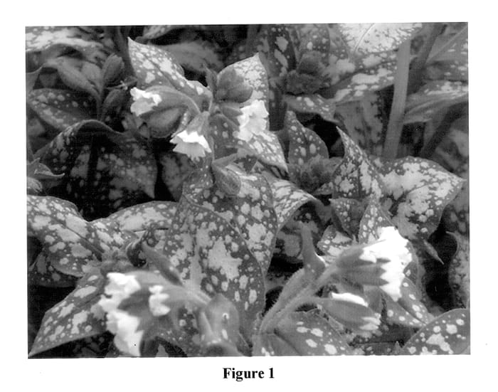 Figure 1 of US plant patent PP13686, the photograph of Moonshine printed in the patent.