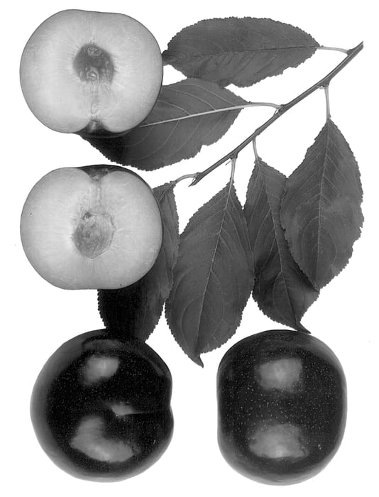 Figure 1 of US plant patent PP13687, the photograph of Sierra Rose printed in the patent.