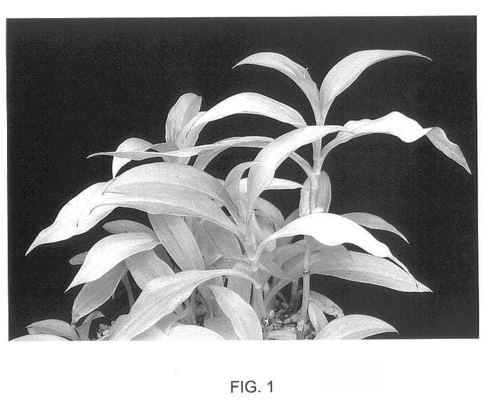 Figure 1 of US plant patent PP13688, the photograph of Gilty Pleasure printed in the patent.