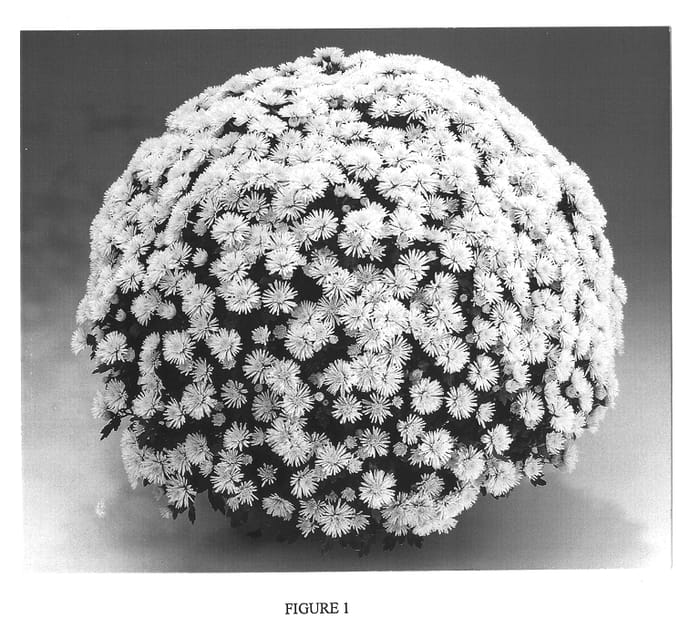 Figure 1 of US plant patent PP13689, the photograph of GEDI ONE TAR printed in the patent.