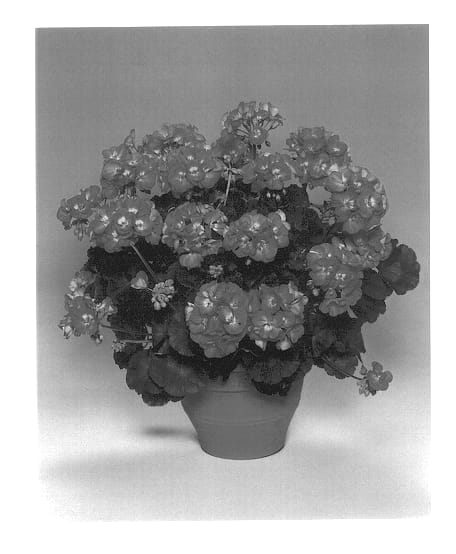 Figure 1 of US plant patent PP13690, the photograph of Pacamla printed in the patent.