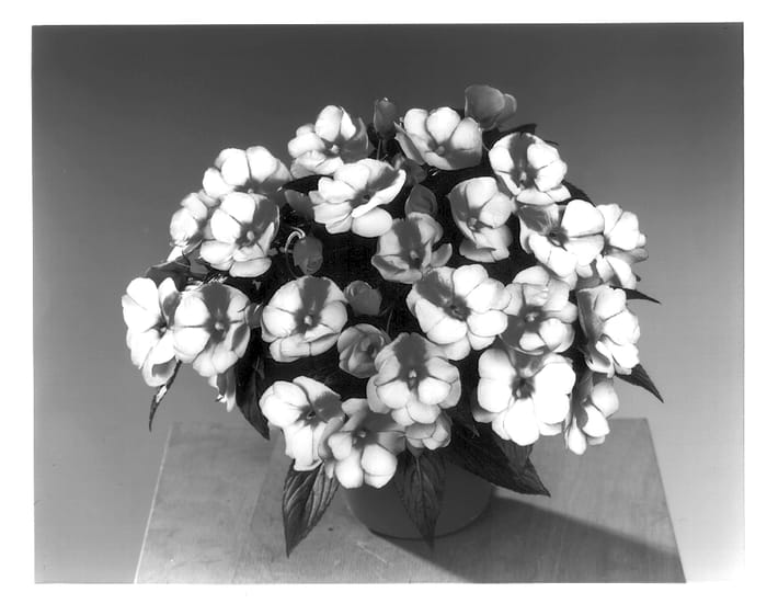 Figure 1 of US plant patent PP13691, the photograph of Fisimp 130 printed in the patent.