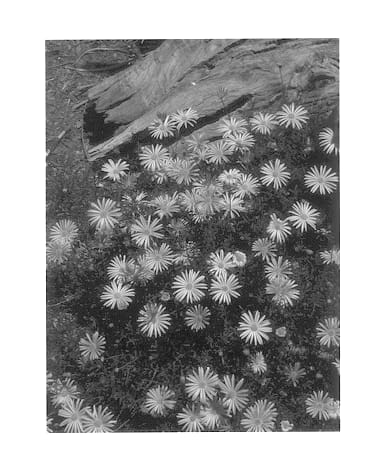 Figure 1 of US plant patent PP13692, the photograph of Metallic Blue printed in the patent.
